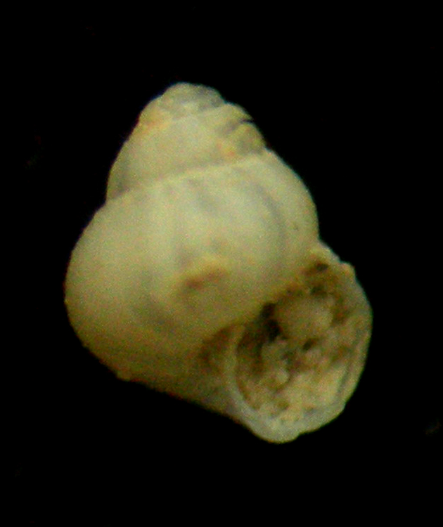 anekes paucistriata